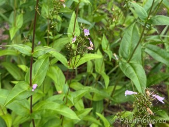 Plants in flower
